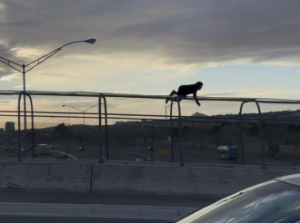 Spiderman en Puente Libre